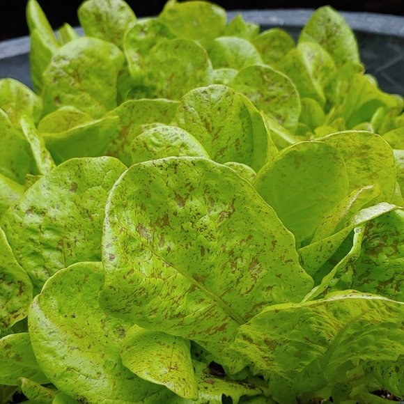 Meet your Posher, Sandra - Picture 5 of 6